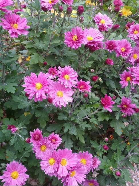 꽃,flower,식물,plant,자연,꽃잎,식물,자연,plants,nature,꽃,flower