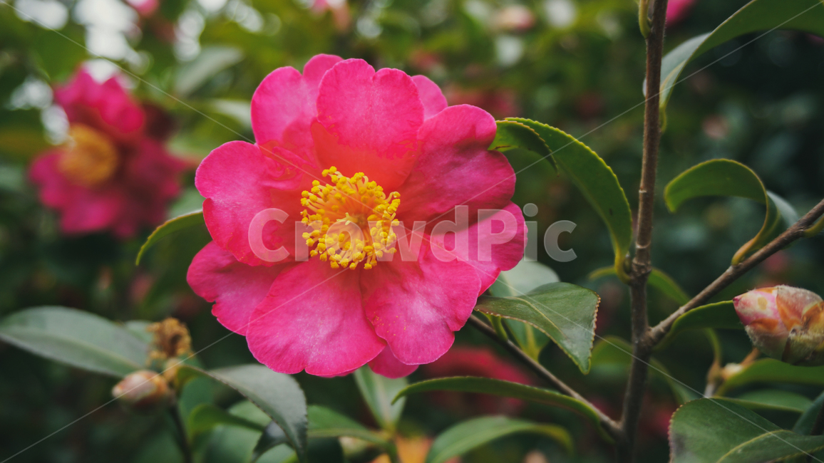 꽃잎,꽃,분홍,아련,flower,petal,flowerleaf,pink,식물,자연,plants,nature,꽃,flower