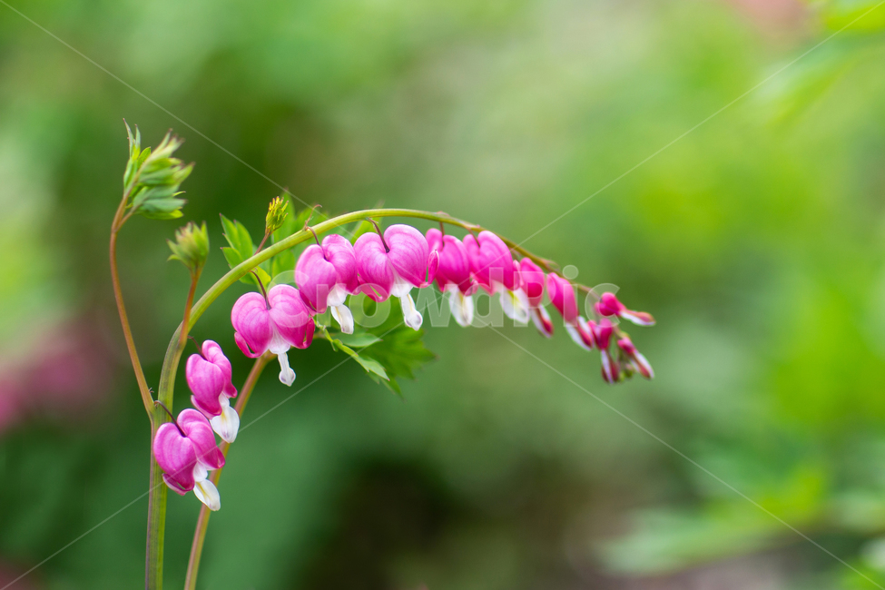 금낭화,꽃,식물,접사,핑크,flower,pink,스냅,하트,야생,야생화,풍경배경,배경,꽃배경,식물,자연,plants,nature,꽃,flower