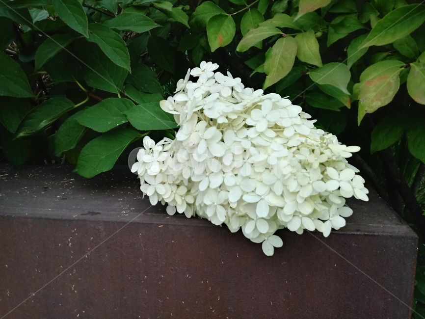 수국,자양화,꽃,flower,plant,식물,자연,plants,nature,꽃,flower