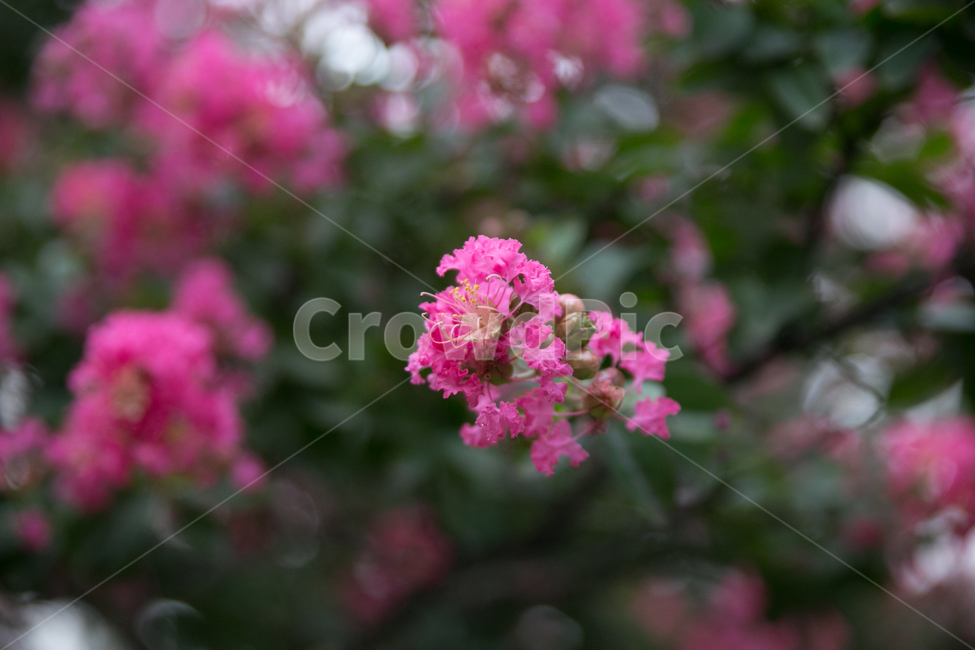 봄,배롱나무,여름,꽃,꽃나무,식물,자연,plants,nature,꽃,flower