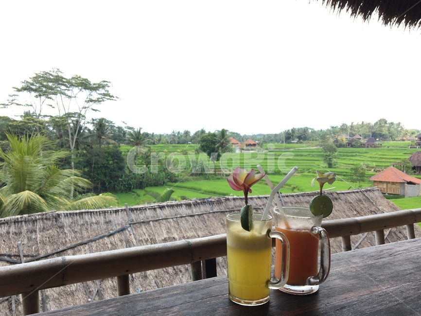 발리,음식,휴양지,휴식,힐링,peace,juice,주스,음주,beverage,오렌지주스,자몽주스,카페,cafe,drink,나무,자연,nature,tree,야자수,야자나무,코코넛,음료수,drink,beverage