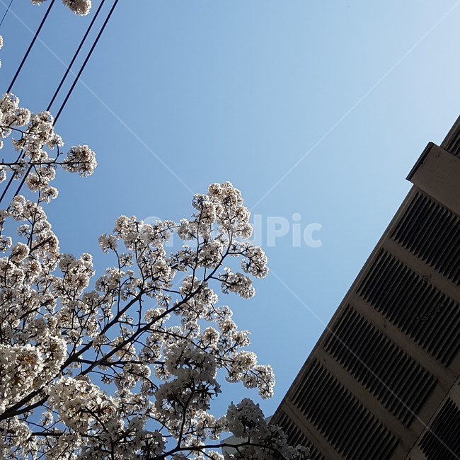 꽃,벚꽃,봄,길거리,낮