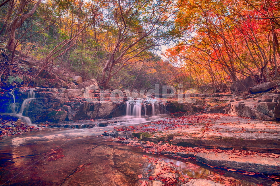 계곡,장노출,가을,단풍,단풍계곡,landscape,자연,물,가을,계절,fall,autumn,season,자연,풍경,nature,landscape,plant,식물,leaf,잎,tree,나무,maple