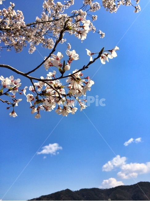 하늘,흰구름,벗꽃,꽃,봄,봄,계절,spring,season,식물,자연,plants,nature,꽃,flower,plant
