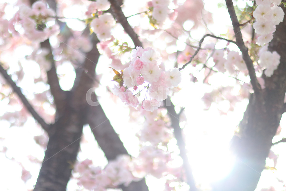 봄,꽃,벚꽃,겹벚꽃,벚꽃나무,봄,계절,spring,season,식물,자연,plants,nature,꽃,flower,휴식,힐링,rest,relaxation,healing,plant,blossom