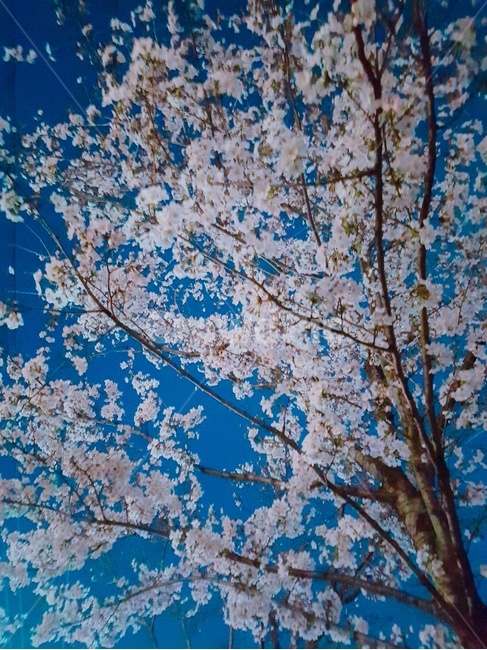 봄,벚꽃,밤하늘,꽃,하늘,나무,분홍,하양,설레임,따뜻한,꽃잎,봄,계절,spring,season,야경,밤,풍경,nightscape,night,landscape,식물,자연,plants,nature,꽃,flower,나무,trees,wood,plant,blossom