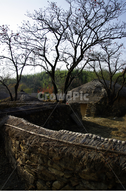 초가,담장,전통,짚,담,나무,자연,풍경,nature,landscape,한국자연풍경,한국자연경관,korea nature landscape,outdoors,옥외,building,건물