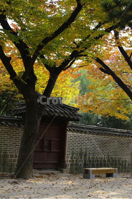 건축,전통건축,traditional,전통,기와지붕,나무,식물,plant,가을,단풍,가을,계절,fall,autumn,season,한국전통,한국문화,korean traditional,korean culture,건축물,건물외관,exterior,building,structure,architecture,construction,tree,tree trunk,나무 줄기