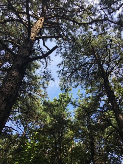 tree,나무,plant,식물,등산,파란하늘,bluesky,숲속,소나무,mountain,울창한