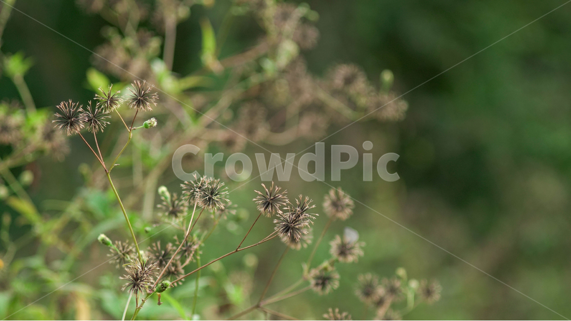 들꽃,산,숲,풀,여름,flower,녹색,green,mountain,forest,grass,식물,자연,plants,nature