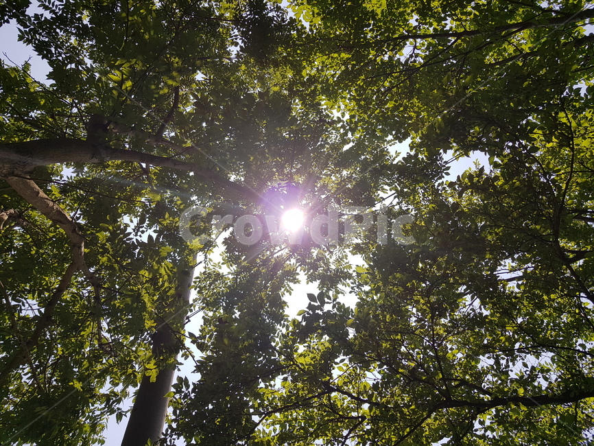 여름숲,해비침,태양,초록,감성,눈부숨,자연,풍경,nature,landscape,flare,플레어,light,빛