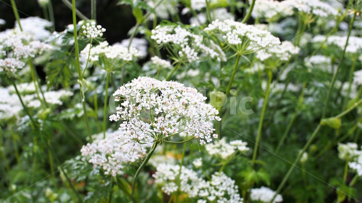 야생화,가을꽃,꽃,꽃잎,흰색,하얀색,가을야생화,꽃밭,자연,식물,가을,flower,petal,botany,white,garden,정원,식물,자연,plants,nature,꽃,flower