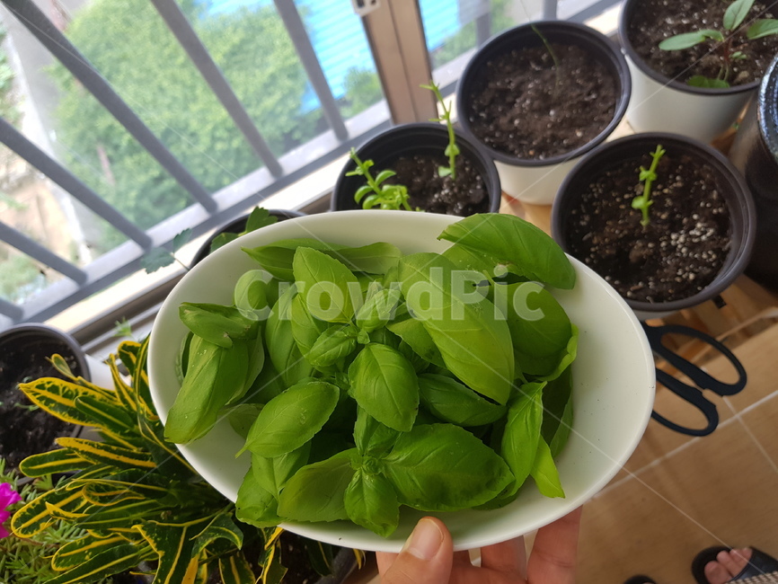 베란다정원,바질수확,바질,녹색,허브,herb,식물,자연,plants,nature