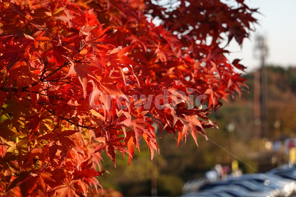 단풍,풍경,석굴암,주차장,가을하늘,가을,계절,fall,autumn,season,leaf,잎,plant,식물,tree,나무,maple