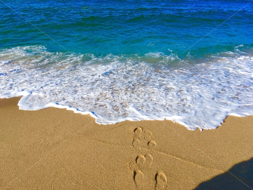 바다,파도,발자국,해변,강릉,경포해변,해변,바다,beach,sea