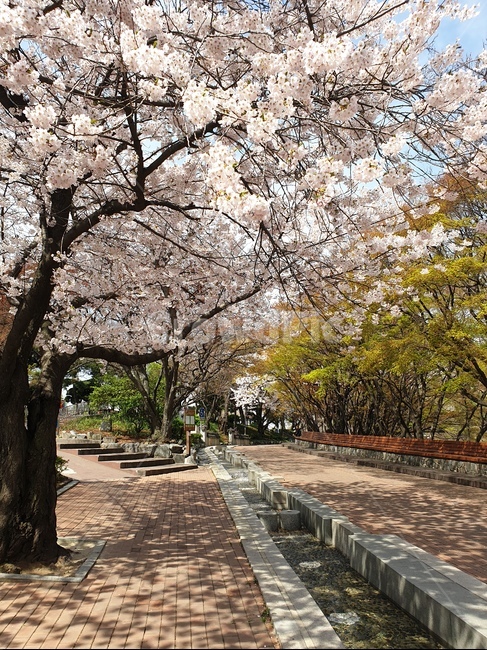 봄,꽃길,벚꽃,햇살,계절,히늘