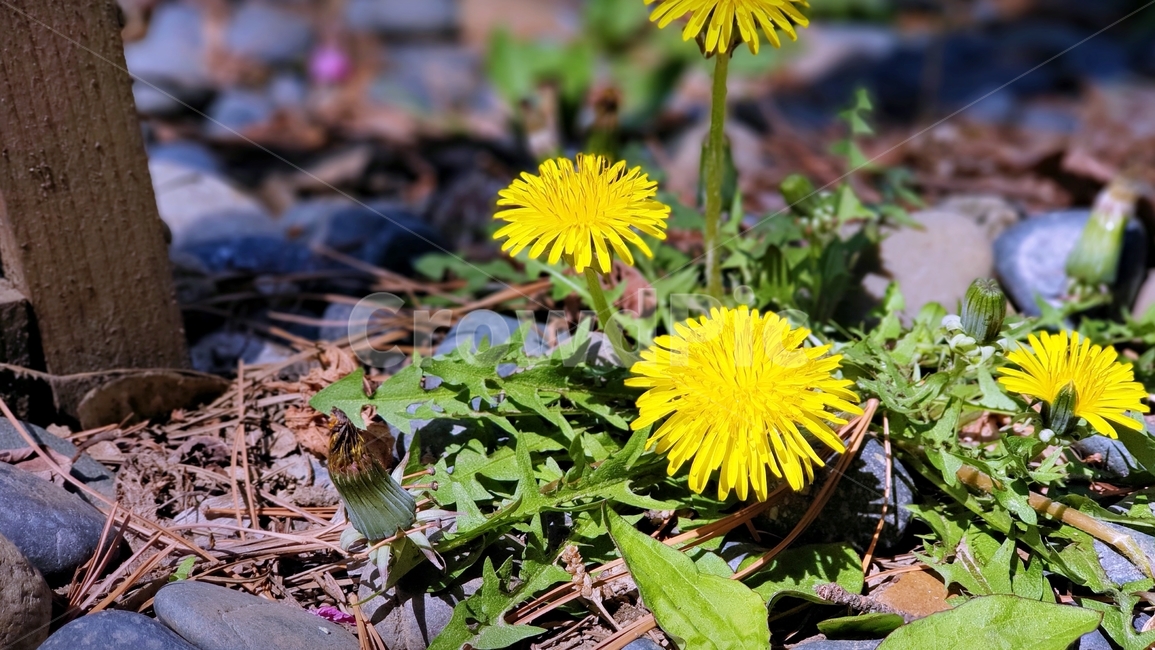 민들레,잡초,꽃,야생화,들꽃,flower,자생력,식물,plant,dandelion,봄,식물,자연,plants,nature,꽃,flower