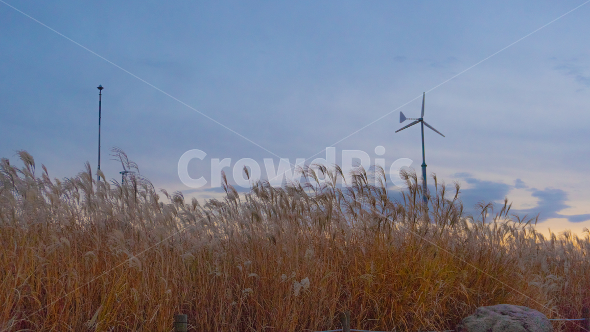 하늘공원,가을,가을하늘,억새,감성,분위기,풍차,가을,계절,fall,autumn,season,grass,잔디,plant,식물