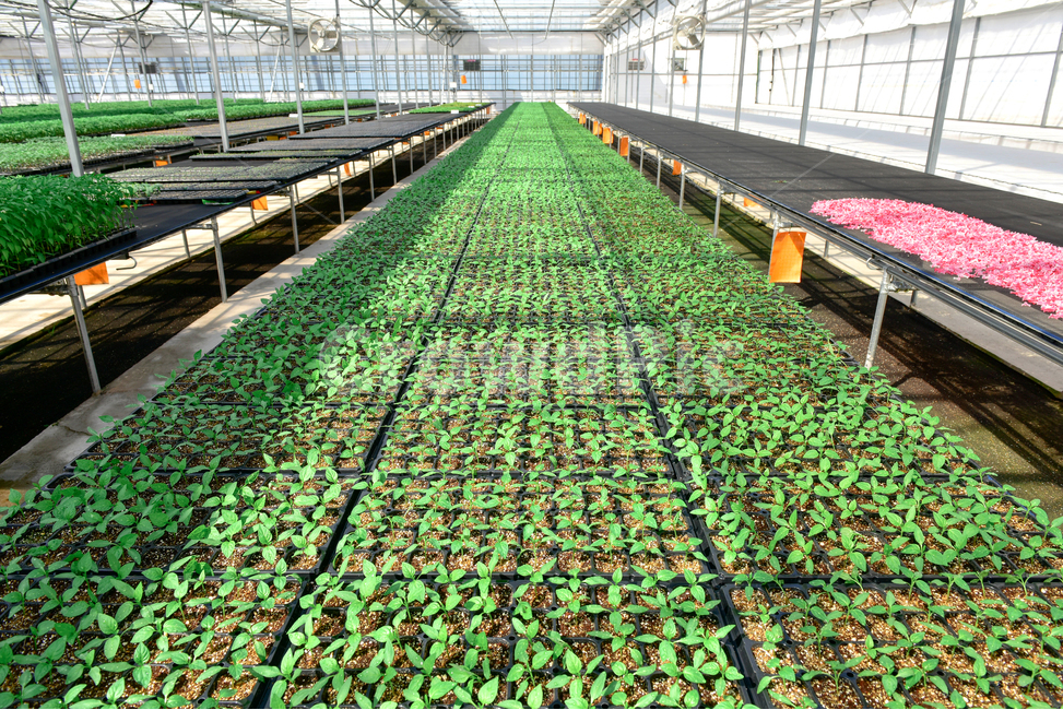온실,greenhouse,모종,묘종,육묘장,성장,대목,growing,새싹,고추대목,seed,seeds,건강,green,초록,식물,자연,plants,nature,봄,농사,파종,씨앗,종자,식물,자연,plants,nature,농업,농사,agriculture,farming,farming industry