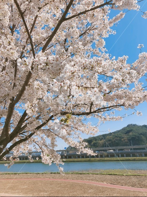 벚꽃,벚꽃나무,봄,산,풍경,봄,계절,spring,season,plant,식물,flower,꽃,blossom