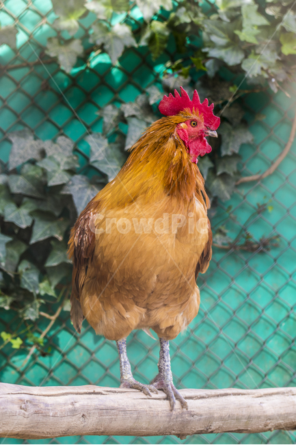 동물,닭,토종닭,수탉,새,조류,부리,가축,닭띠,동물,animal,조류,새,birds