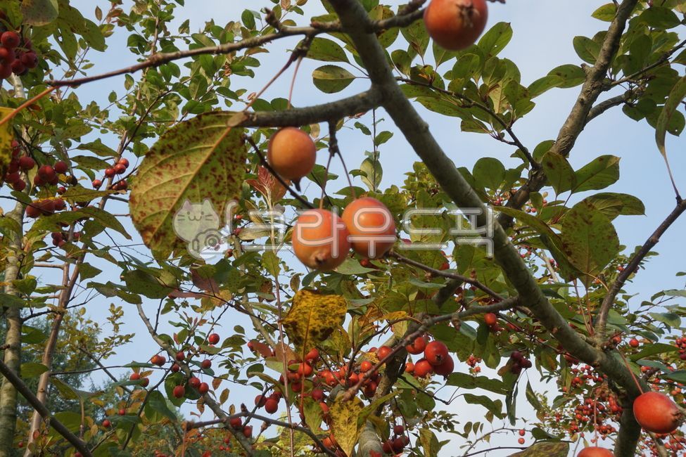 미니사과,돌사과,과일,아기사과,가을