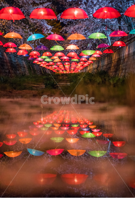 진해,여좌천,벚꽃축제,군항제,반영,우산,봄,계절,spring,season,야경,밤,풍경,nightscape,night,landscape,축제,행사,festival,carnival,event,감성,sensible,feeling