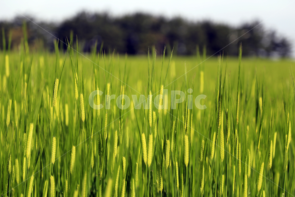 제주도,청보리,봄,풍경,초록,식물,봄,계절,spring,season,식물,자연,plants,nature,field,들,vegetation,초목,plant,grass,잔디