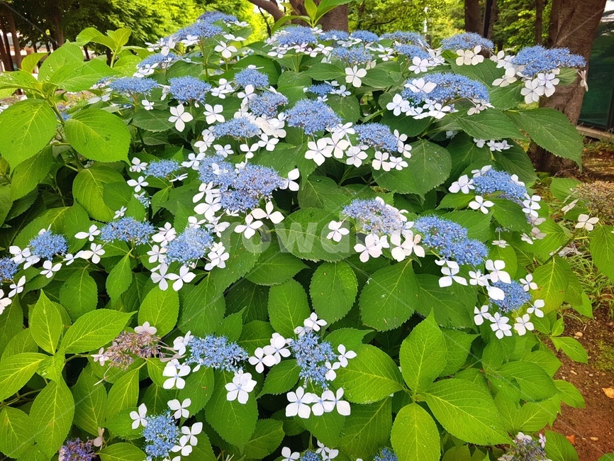 수국,꽃,자연,힐링,녹색,파란꽃,플라워