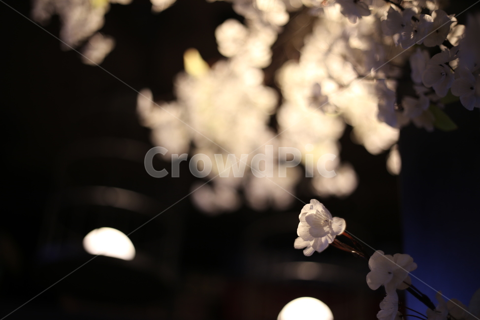 매화,꽃,조명,조화,자연,꽃,flower