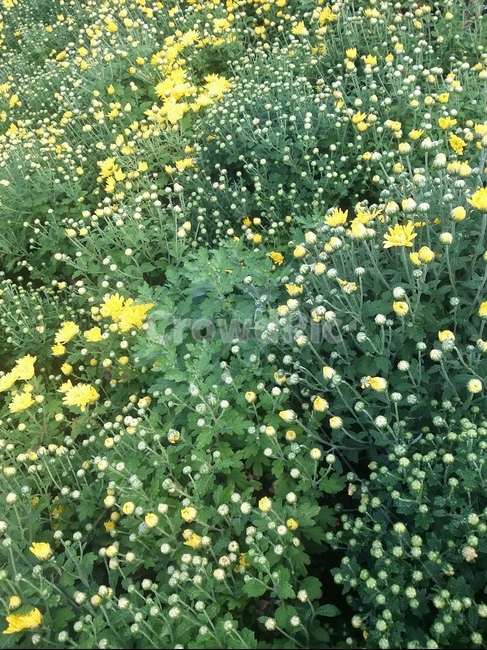 plant,flower,식물,자연,꽃,노란꽃,국화,식물,자연,plants,nature,꽃,flower