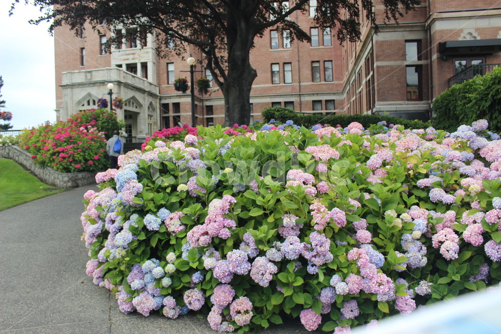 plant,식물,flower,blossom,꽃,캐나다,빅토리아,canada