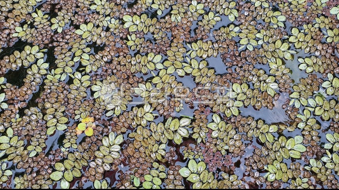 nature,hydroponic plants,leaf fly,A raw tooth says phlegm,garden,salvinianatans