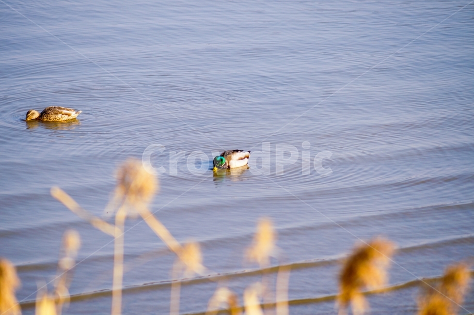 청둥오리,겨울,winter,오리,서천,동물,animal,조류,새,birds