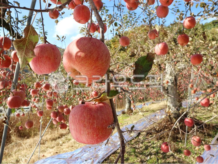 사과,사과나무,열매,과일나무,과수원,하늘,나무,apple,appletree,plant,식물,fruit,과일,food,음식,문경,문경사과
