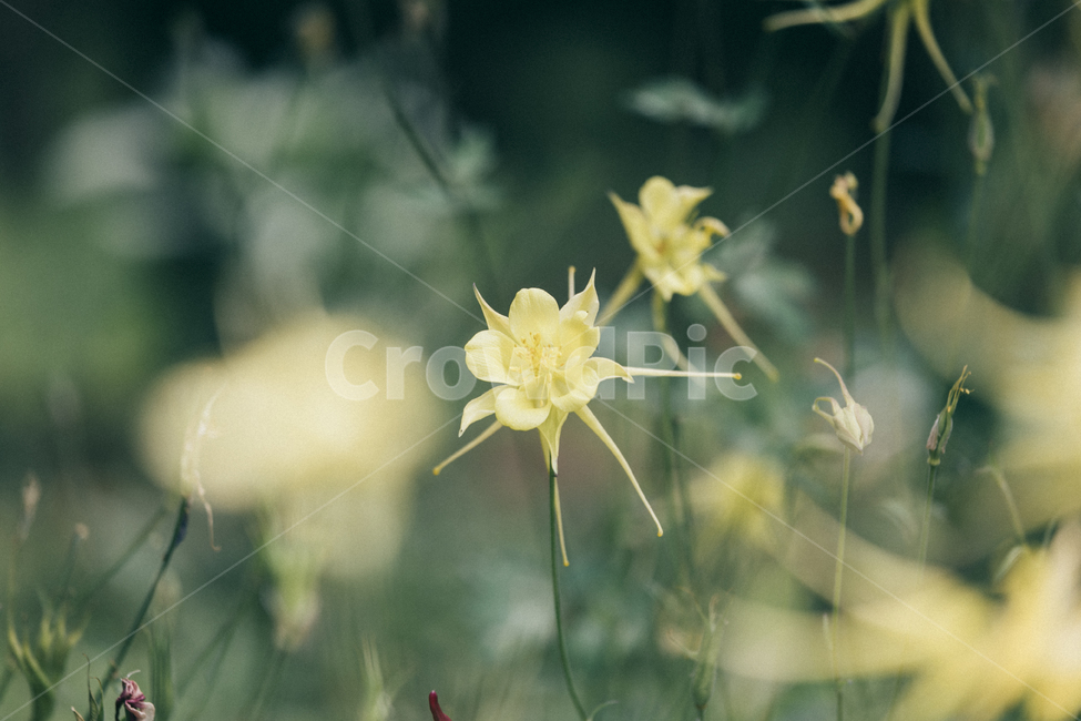 여름꽃,노란꽃,감성사진,감성,색감,이쁜꽃,녹색색감,식물,자연,plants,nature,꽃,flower