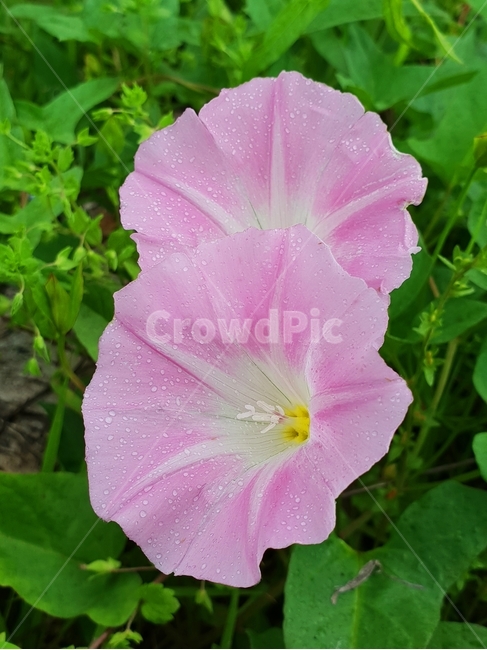 메꽃,매꽃,나팔꽃,갯메꽃,분홍메꽃,식물,자연,plants,nature,꽃,flower