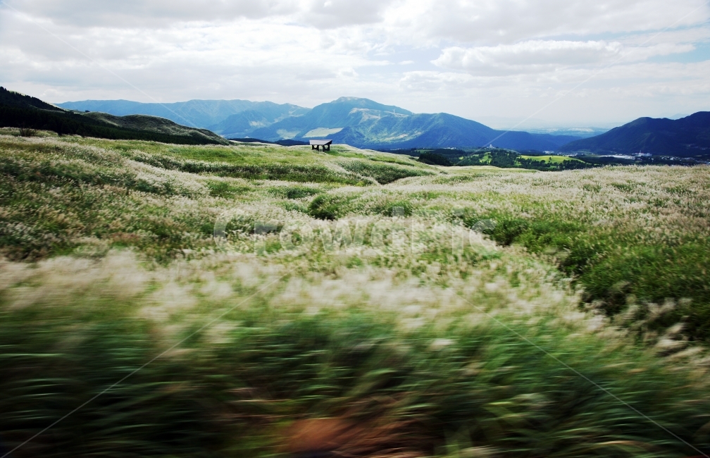 일본산,아소산,일본억새,일본아소산,일본들판,자연,풍경,nature,landscape,해외,외국,세계,foreign,oversea,world,세계자연풍경,해외자연풍경,외국자연풍경,world nature landscape,field,들,outdoors,옥외,grassland,목초지