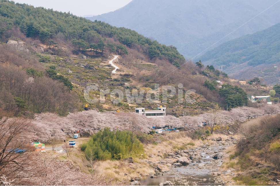 spring,mountain,Cherry Blossom,Hill,cherry blossom road,tree,flower road,flower