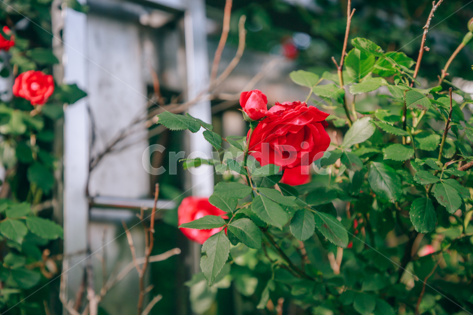 꽃,붉은,빨간,장미,초록,여름,초여름,자연,아름다운,싱그러운,식물,자연,plants,nature,꽃,flower,비,비오는날,rain,rainy