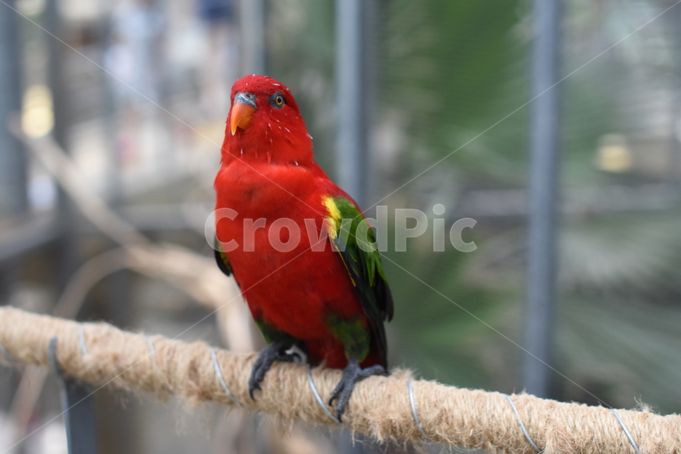 앵무새,조류,동물원,새,동물,예쁜새,동물,animal,조류,새,birds