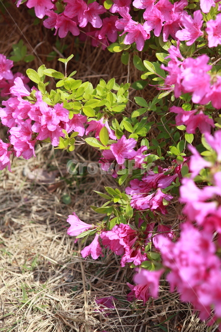 flower,꽃,철쭉,분홍,식물,plant,진달래,벌,bee