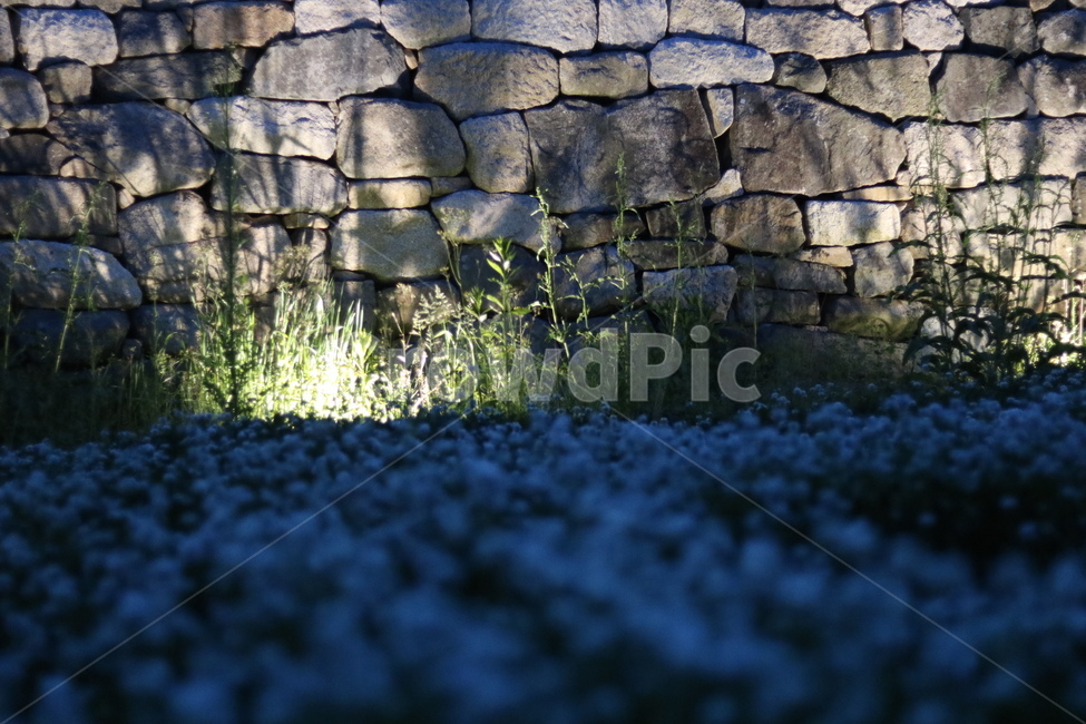 토끼풀,봄,행운,밤,흰색,자연,풍경,nature,landscape,wall,벽