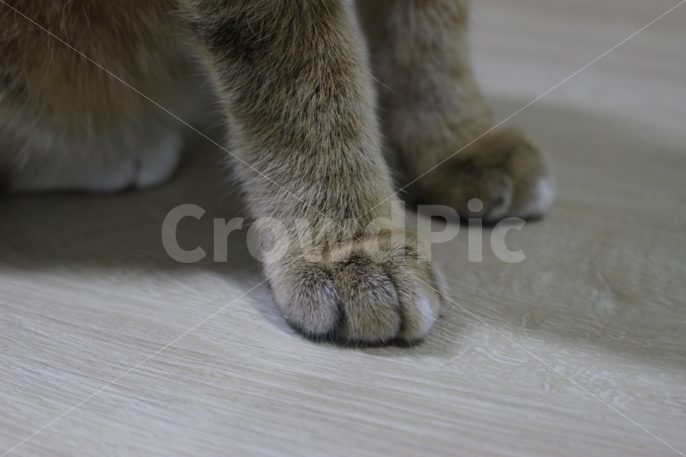 고양이,반려동물,유기묘,길냥이,애완동물,cat,pet,kitten,아기고양이,코숏,코리안숏헤어,동물,animal,고양이,cat,kitten,kitty,포유류,mammal