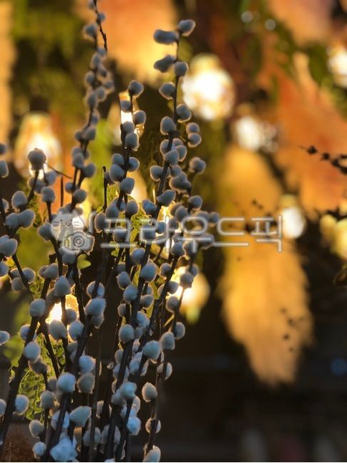 plant,flower interior,cotton,flower,interior