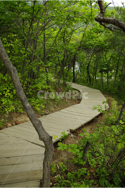 소나무,나무,숲,자연,산책,식물,힐링,길,자연,풍경,nature,landscape,path,통로,bridge,다리,boardwalk,산책로,building,건물