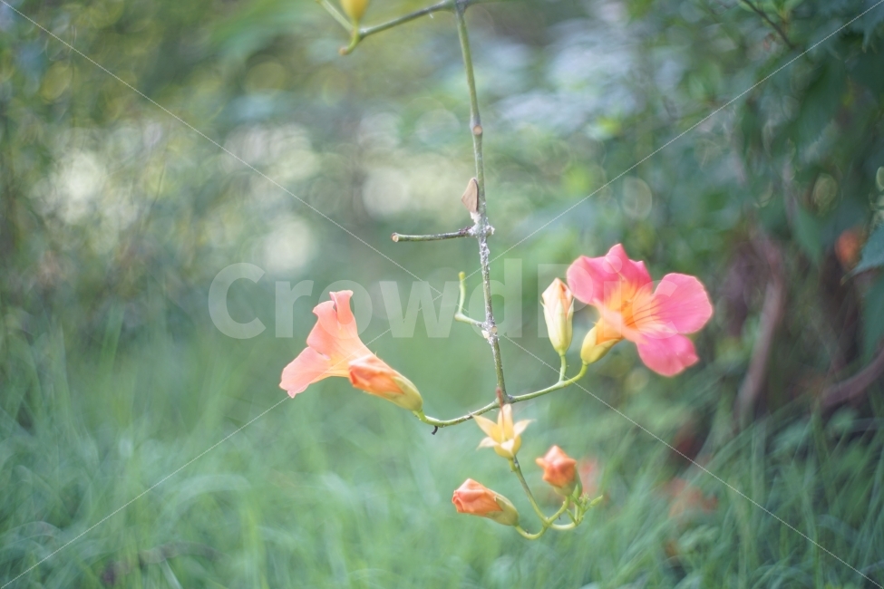 능소화,감성사진,꽃,식물,자연,식물,자연,plants,nature,꽃,flower,감성,sensible,feeling