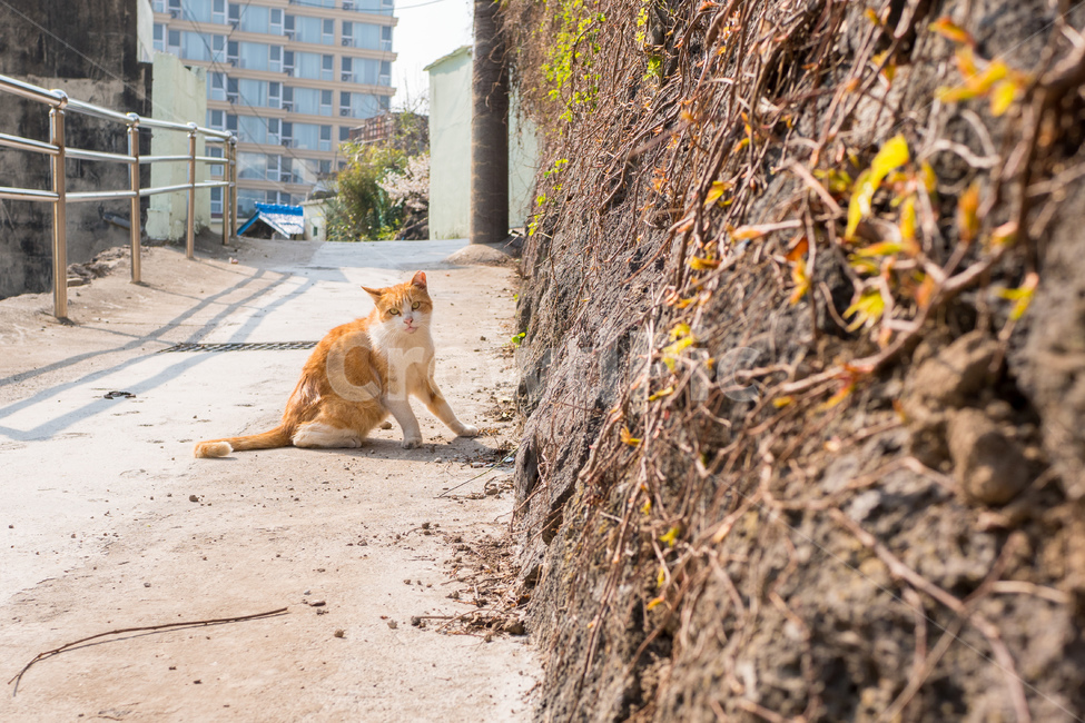 제주도,제주,골목,봄,고양이,길고양이,길냥이,삼색고양이,동물,귀여운동물,cat,cats,straycat,feralcat,동물,animal,포유류,mammal,고양이,cat,kitten,kitty