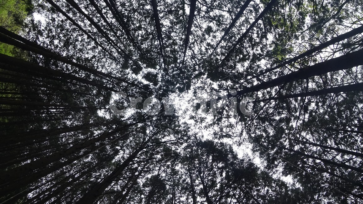편백나무,울창한,초록,봄,숲,자연,풍경,nature,landscape,식물,plants,나무,trees,wood,tree,plant
